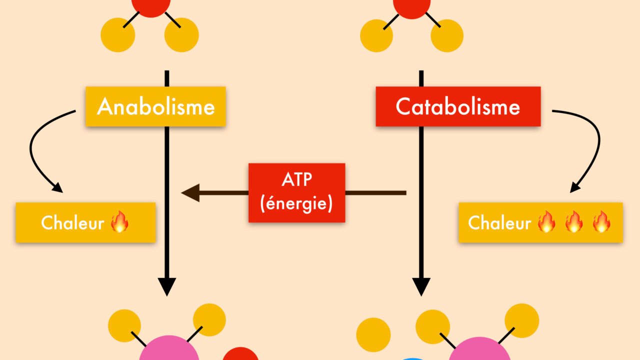 LE METABOLISME CELLULAIRE