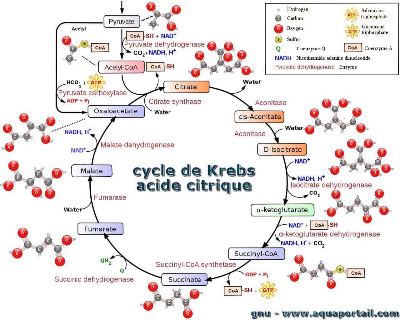 BIOLOGIE ET BIOCHIMIE